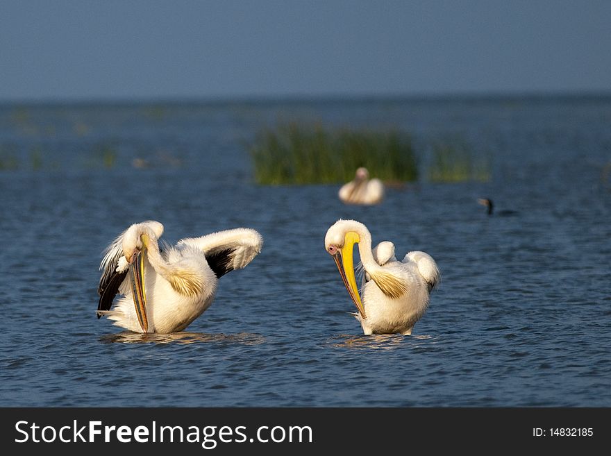 Pair of Great White Pelicans preening in water