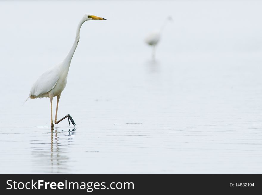 Great White Egret in mist light