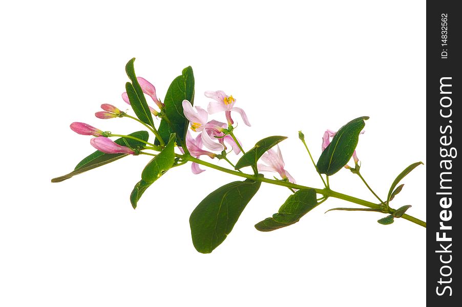 Spring branch with flowers isolated on white background. Spring branch with flowers isolated on white background