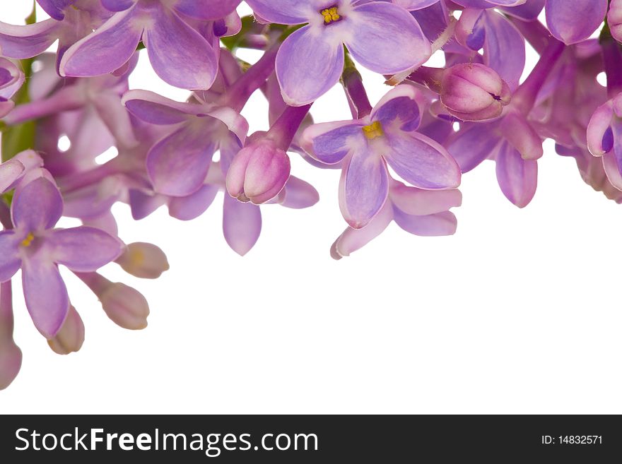 Lilac flowers isolated on white background. Lilac flowers isolated on white background