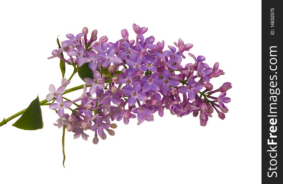 Light lilac flowers isolated on white background. Light lilac flowers isolated on white background