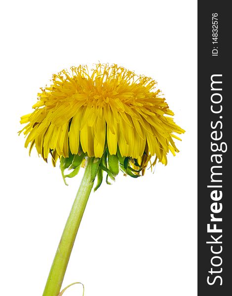 Yellow bright dandelion on white background. Yellow bright dandelion on white background