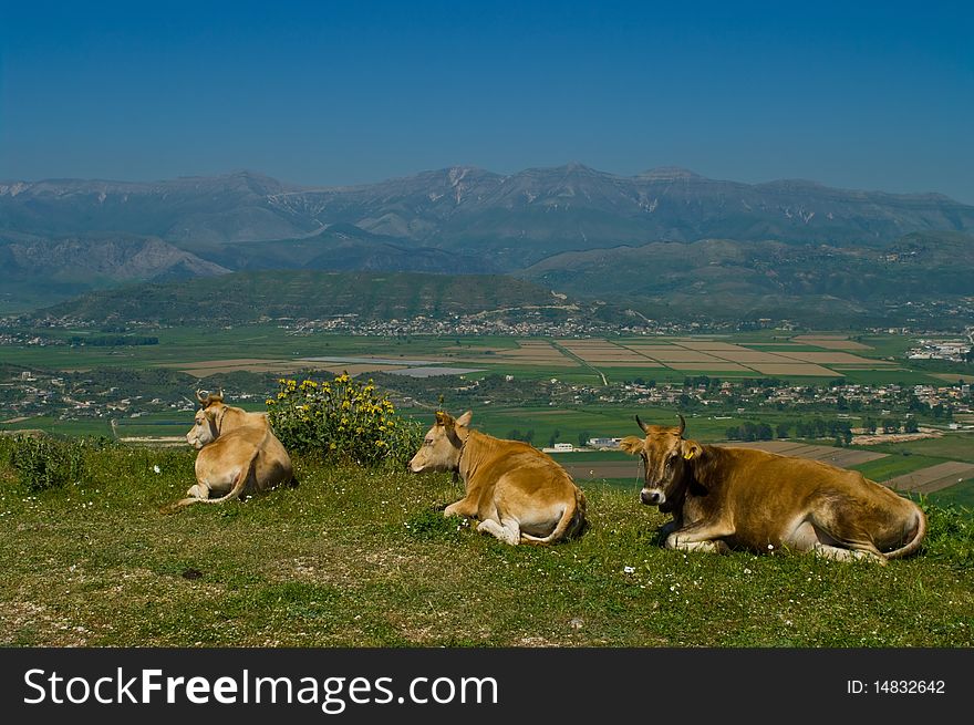 Cows grazing on a hill in Albania