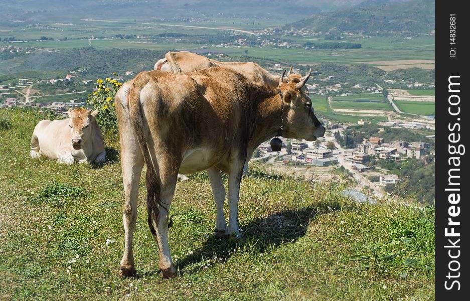 Cows grazing on a hill in Albania