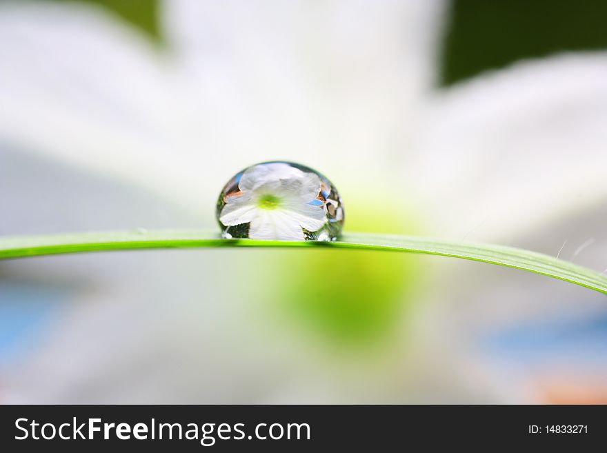 The water drop on the leaf in the morning.