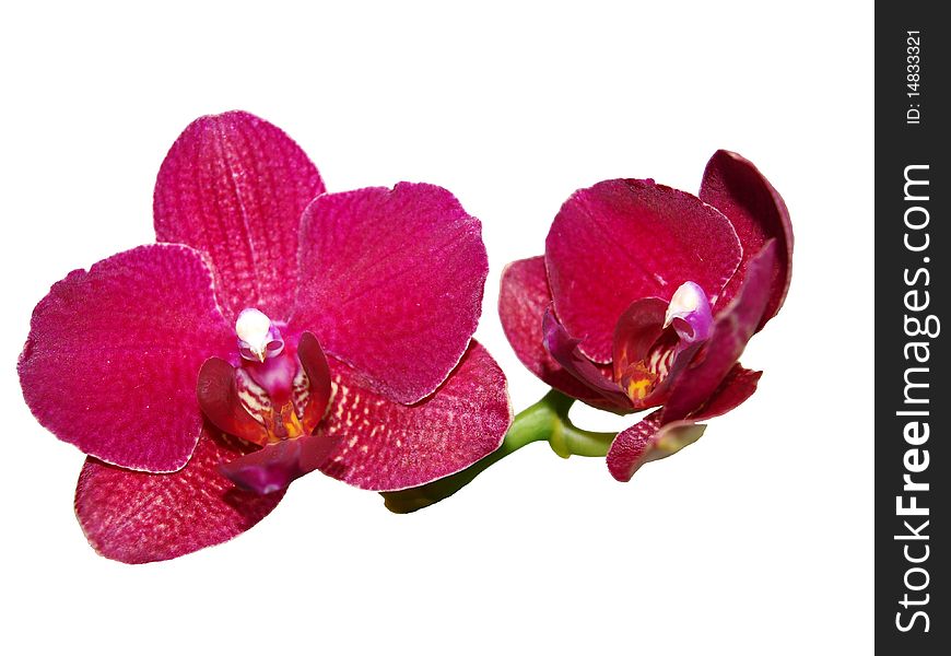 Flowering orchid on white background