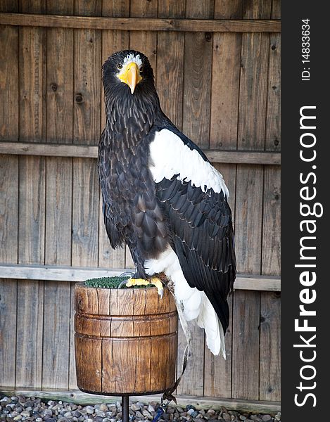 The eagle waiting for its turn in the flight arena at warwick castle