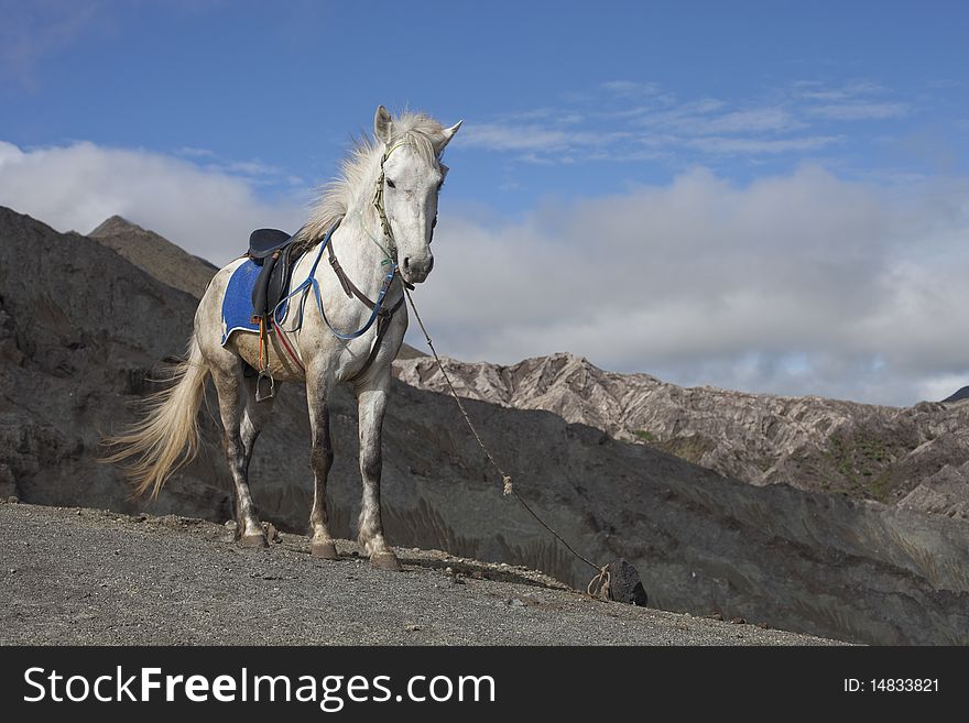 Horse In Mountain