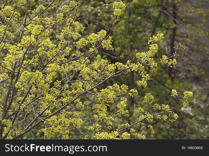 Branches of flowering trees in spring