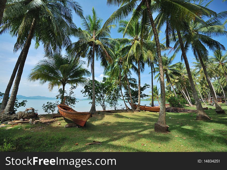Many coconut groves planted for shade. Many coconut groves planted for shade