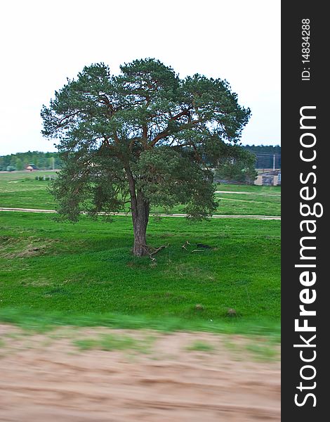 Lonely, a large tree near the road. Lonely, a large tree near the road.