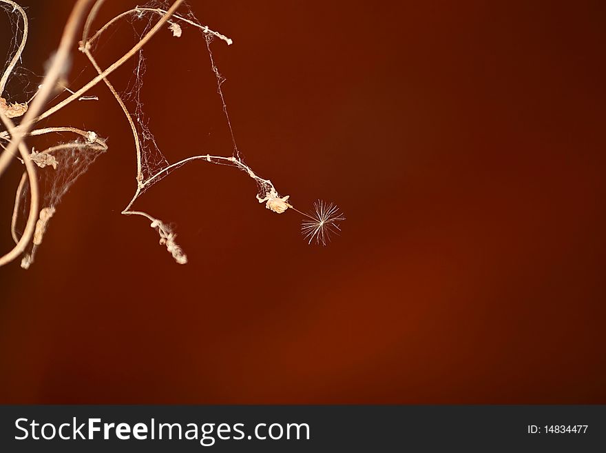 The seed of a dandelion released to the web. The seed of a dandelion released to the web.