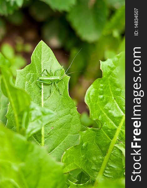 Green grasshopper with a long mustache, sitting on a green sheet. Green grasshopper with a long mustache, sitting on a green sheet.