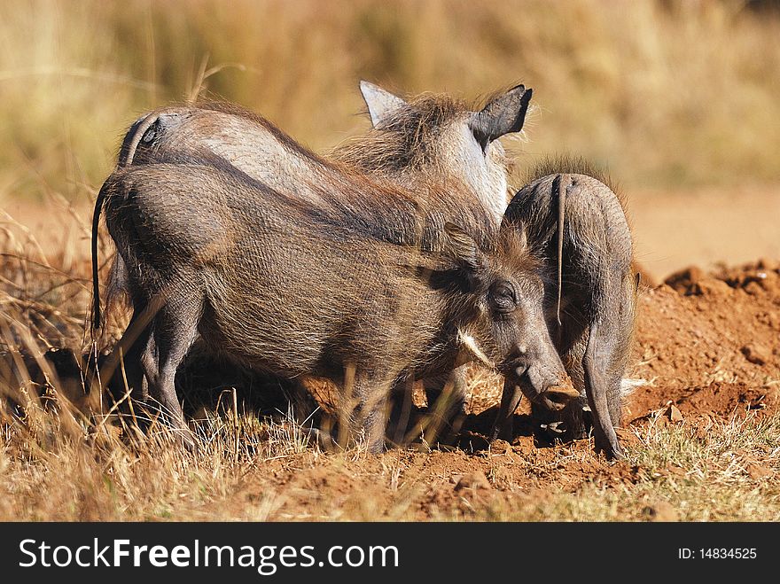 A warthog family looking for food