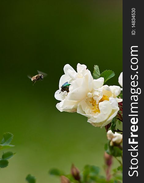 Beetle protects white flower from other insects. Beetle protects white flower from other insects.