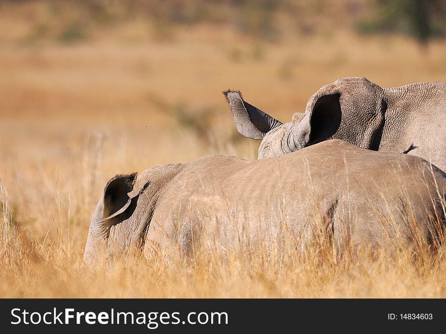 Rhinos In The Grass