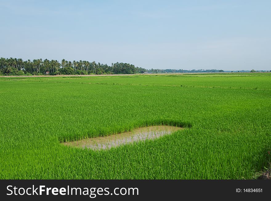 Landscape of paddy field with missing piece