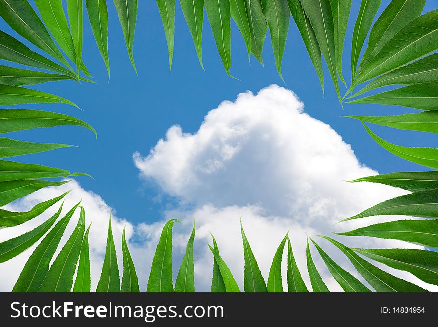 Leafs in a frame with sky in back. Leafs in a frame with sky in back