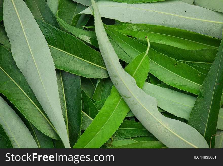 Background of green and long leafs