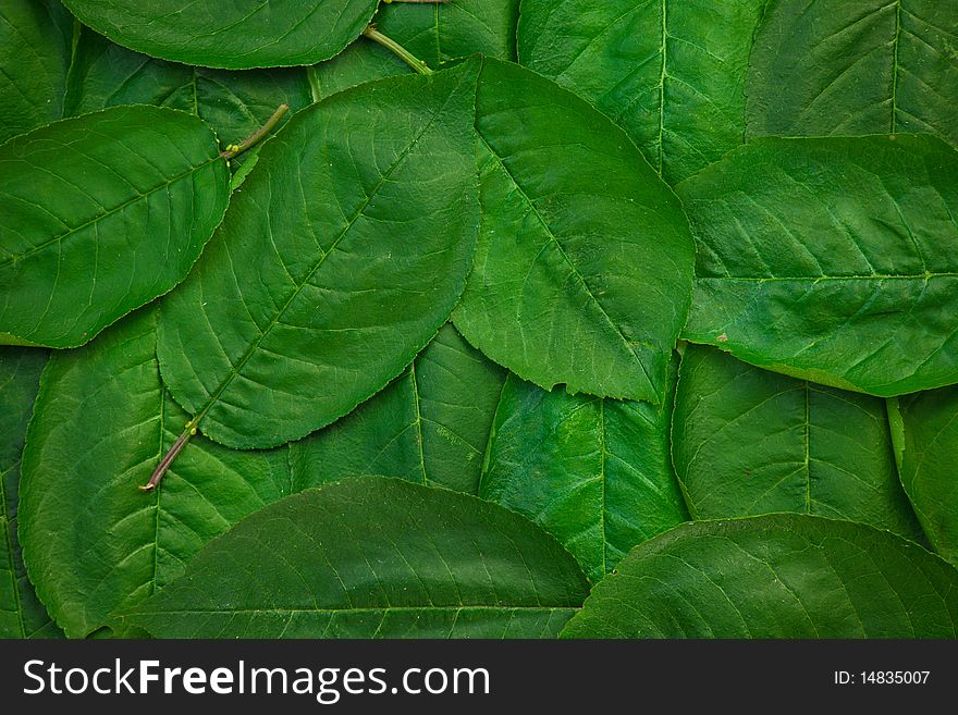 Background of green and big leafs