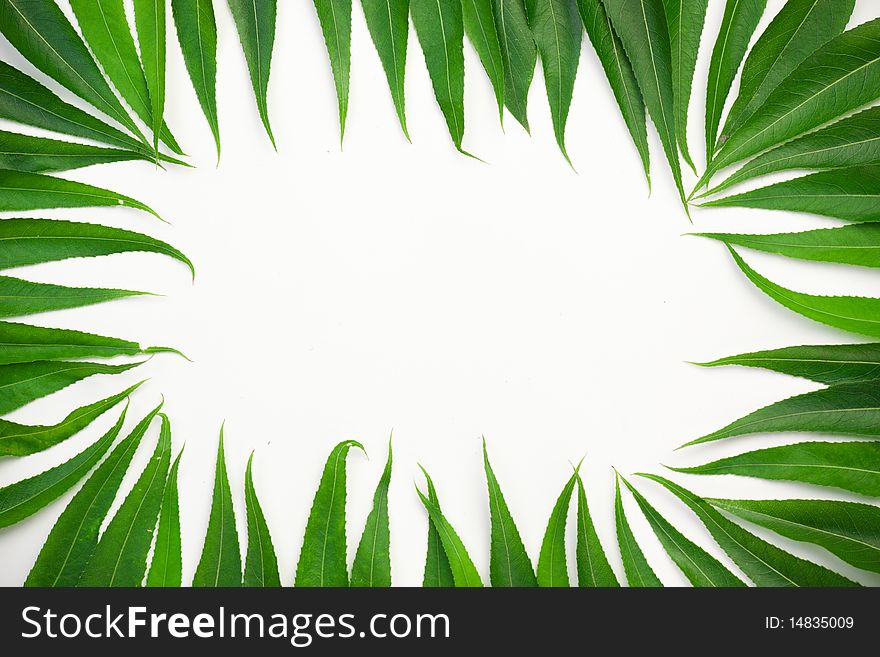 Frame of green leafs on a white background