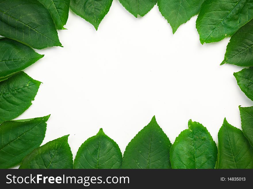 Frame of green leafs on a white background