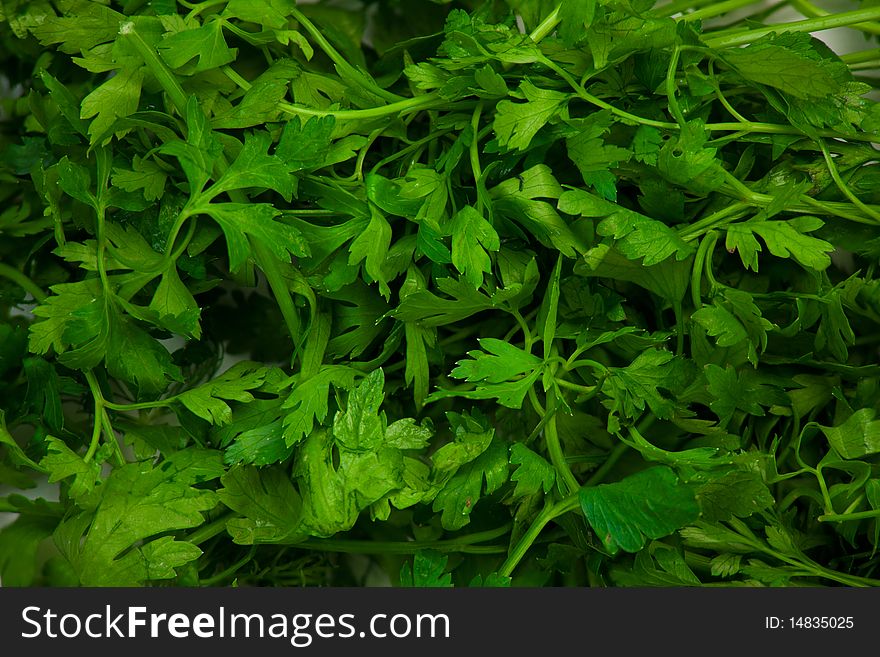 Background of green parsley leafs
