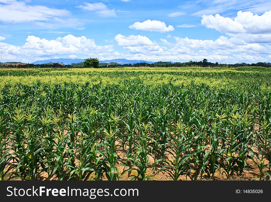 Take from Chiangrai Province,North of thailand. Take from Chiangrai Province,North of thailand