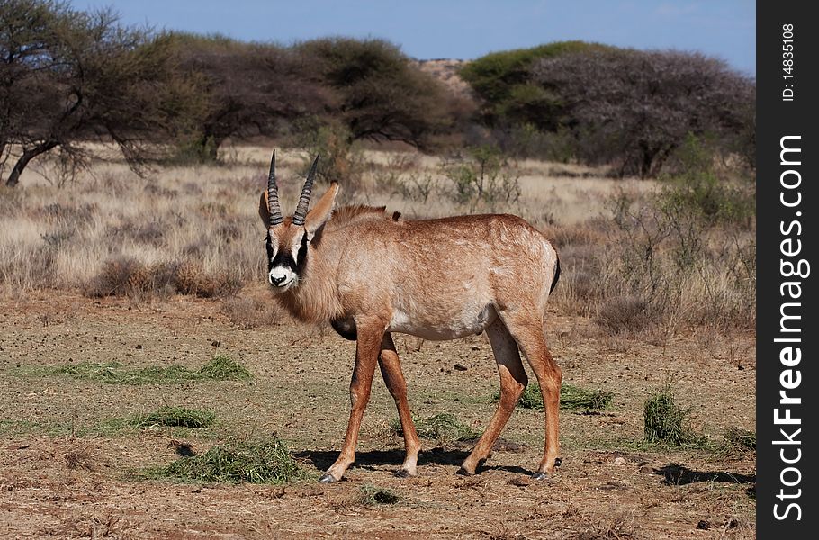 Young roan antelope in south africa bush