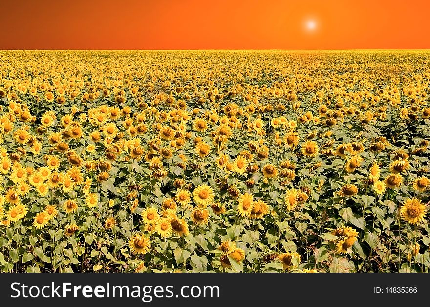 Sunflowers in field with orange sky and sun. Sunflowers in field with orange sky and sun