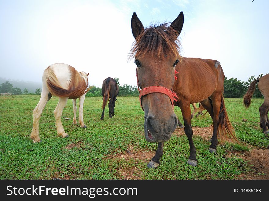 Many horses that are raised in farms for eating green medicine