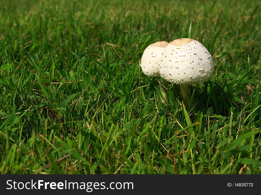 A wild mushroom growing among green grass,Thailand.