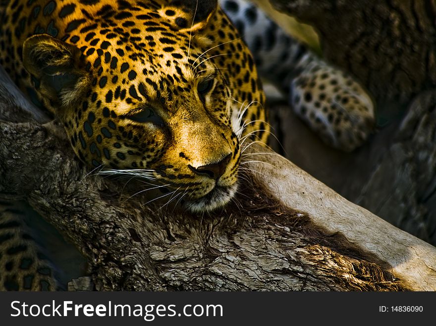 Leopard called Rosetta resting in kuwait zoo.