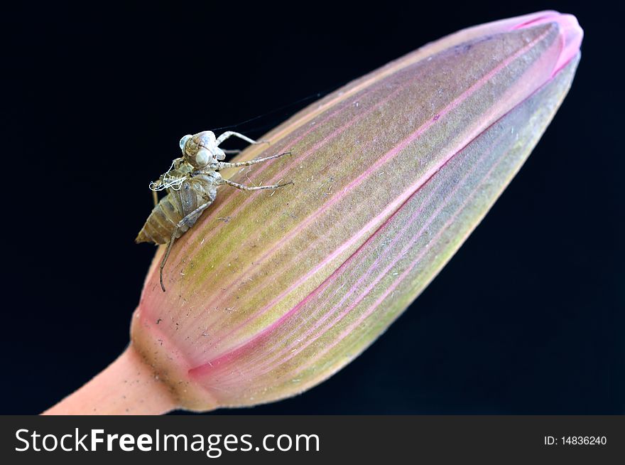 Skin of cicada on dark background image. Skin of cicada on dark background image.