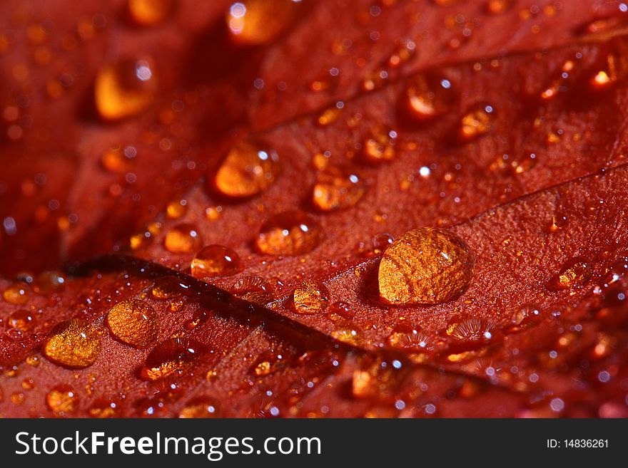 Red petals with water drops close up.