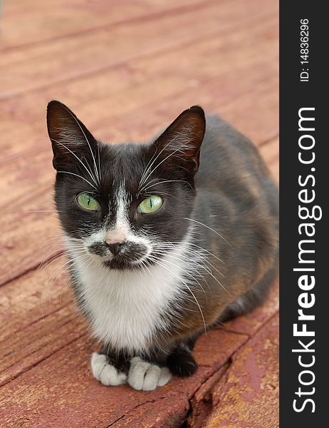 Black and white cat on old red wooden floor. Black and white cat on old red wooden floor