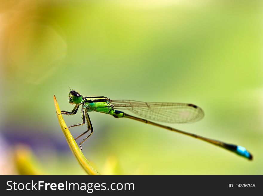 Dragonfly close up on the leaf.