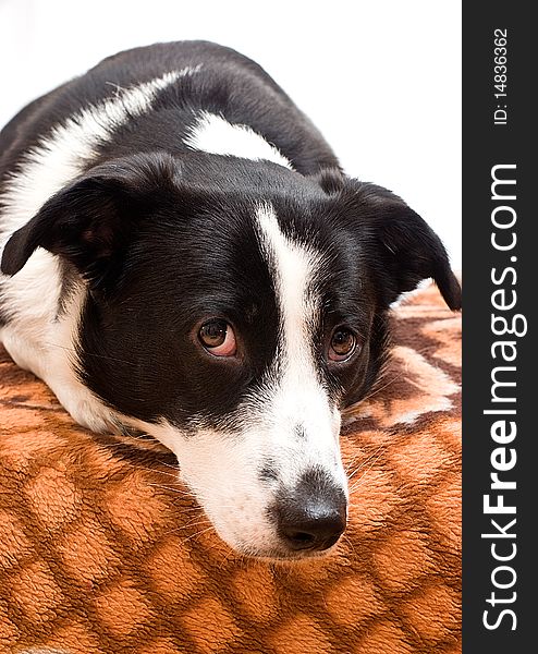 Border collie in front of a white background