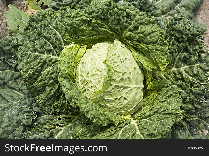 Green new savoy cabbage grow on field