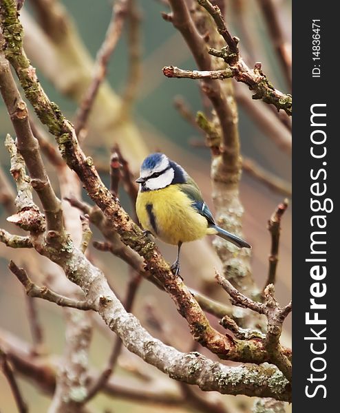 Blue tit perched on branch, portrait orientation