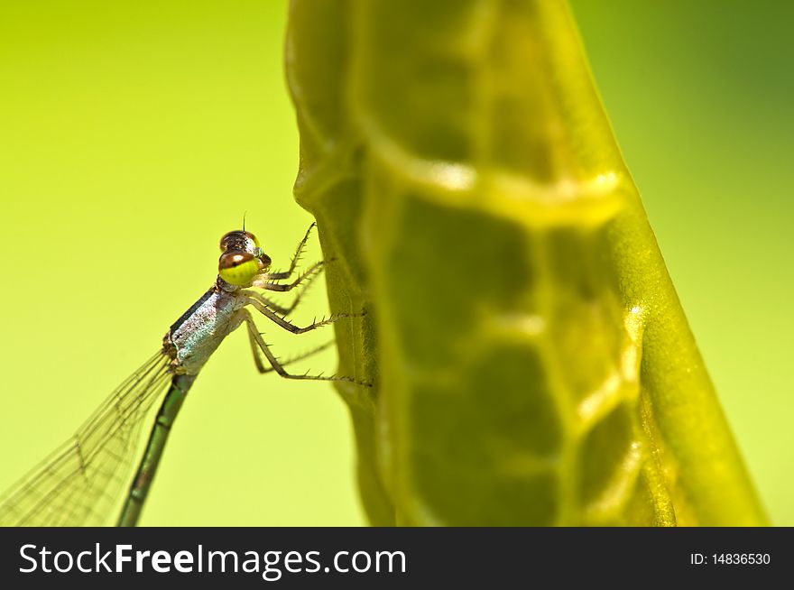 Extreme close up shot of Dragon fly. Extreme close up shot of Dragon fly.