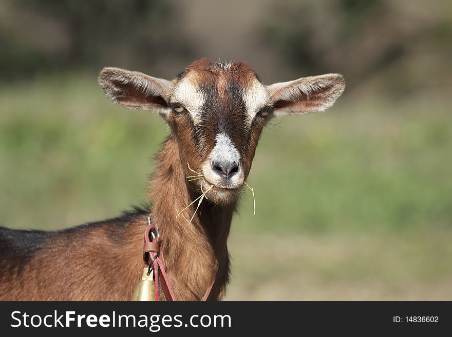 Iberian goat looking at camera