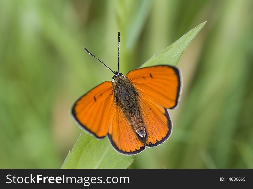 Orange spotted butterfly sit on blade grass