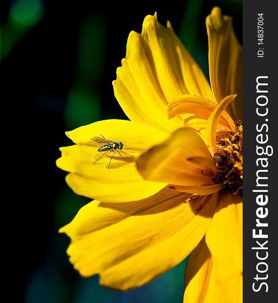 Close up of a Fly sitting on a yellow flower petal. Close up of a Fly sitting on a yellow flower petal