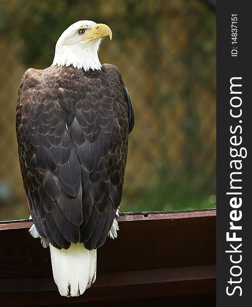 Full-length portrait of Bald Eagle with room for copy on right. Full-length portrait of Bald Eagle with room for copy on right.