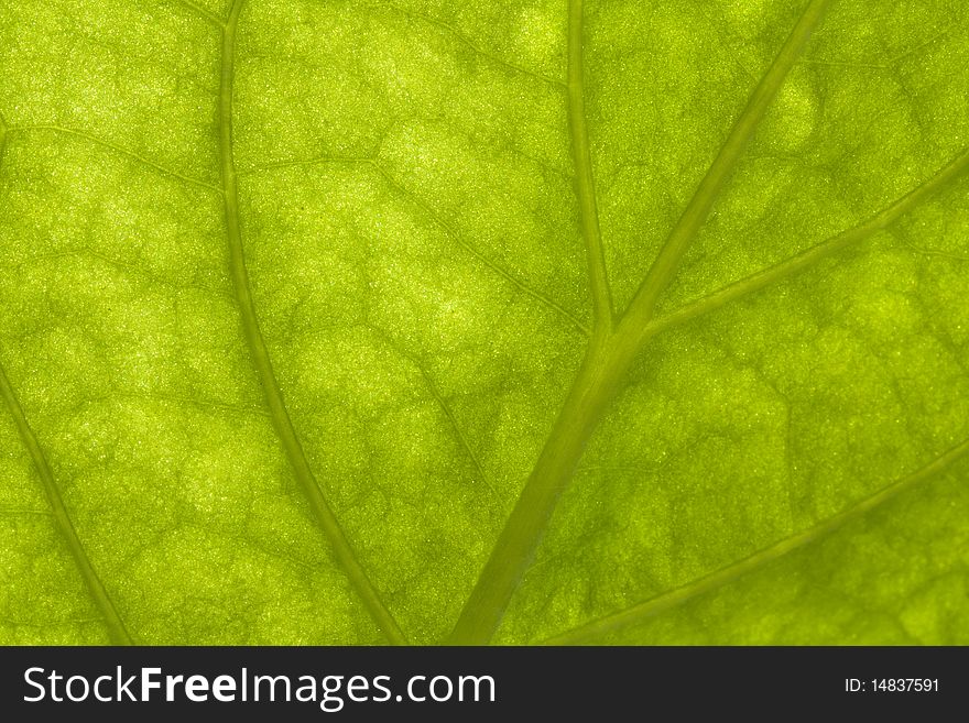 Macro of veins of a green leaf. Macro of veins of a green leaf