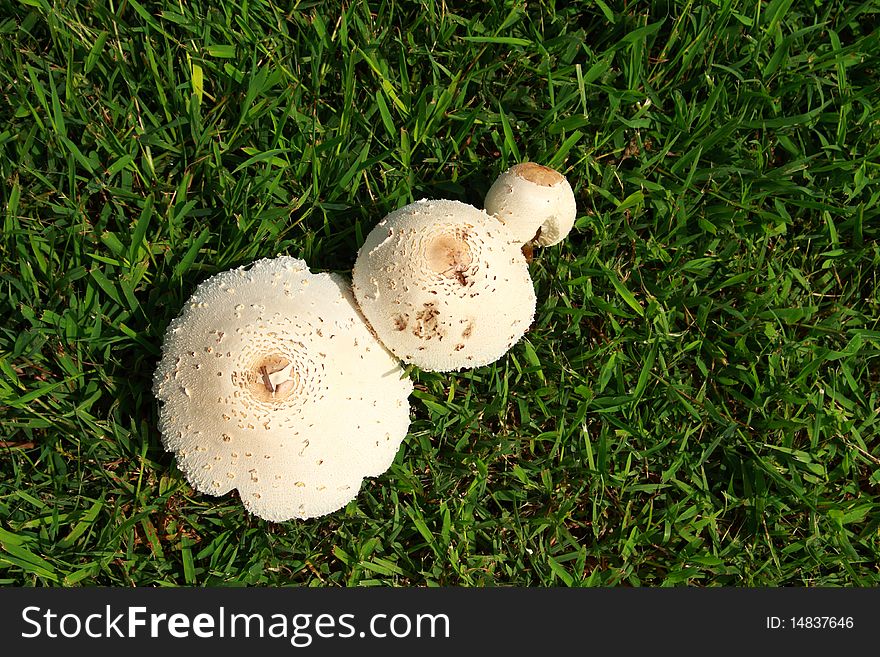 Three level of growing mushroom in green grass background.