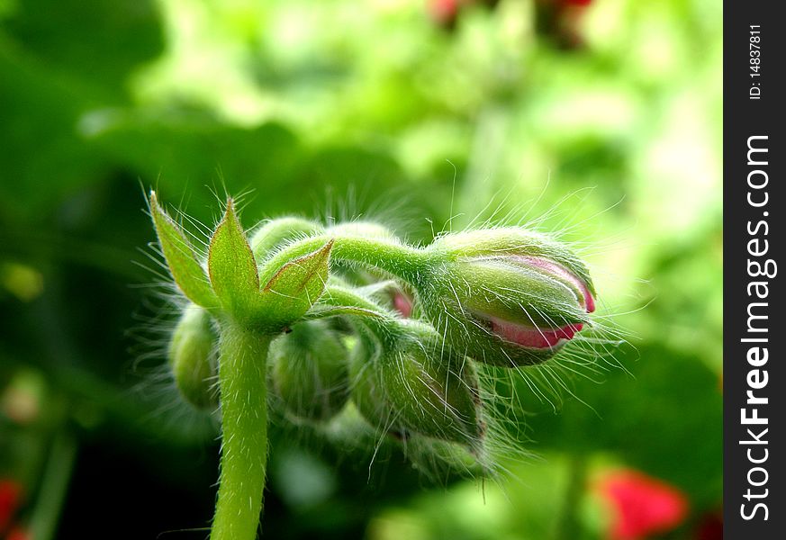 View of the small furry buds