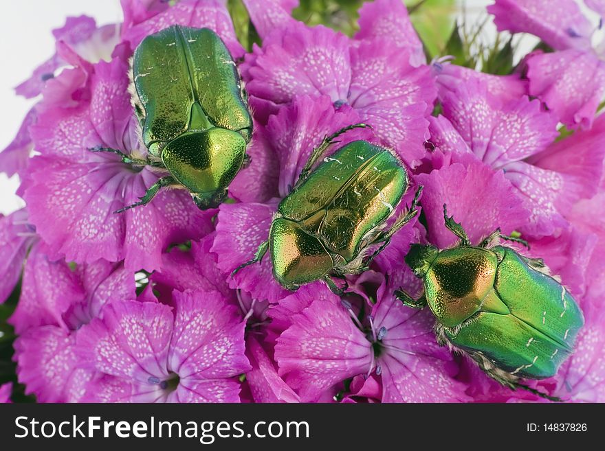 Green Bugs On Pink Flowers