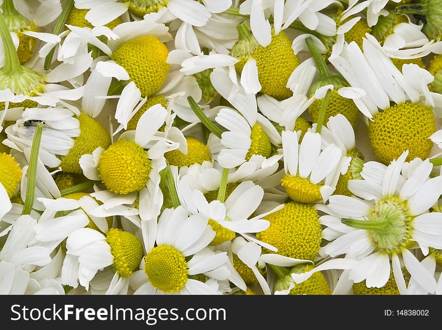 The chemist's medical camomile prepared for drying macro background. The chemist's medical camomile prepared for drying macro background.